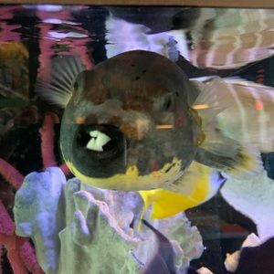 Meet your Posher, Zane